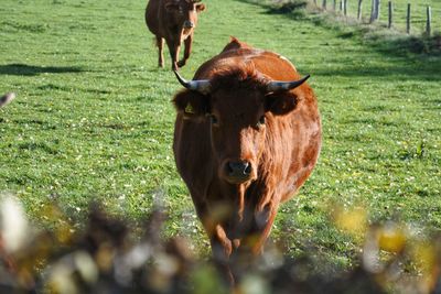 Cow standing in a field