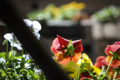 Close-up of red flower