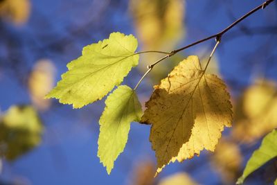 Close-up of yellow maple leaves against blurred background