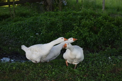 View of birds on field