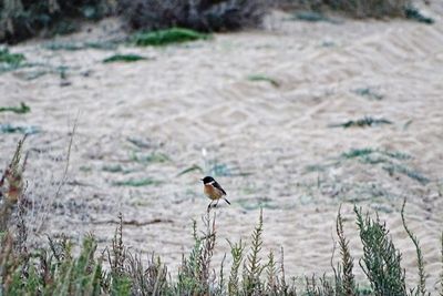 Close-up of bird perching on field