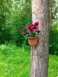 Close-up of fresh flowers on tree trunk