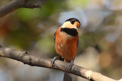 Close-up of bird perching on branch