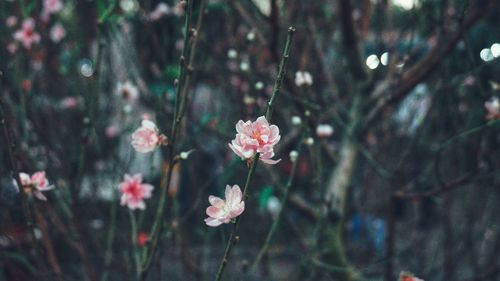 Close-up of pink cherry blossoms in spring