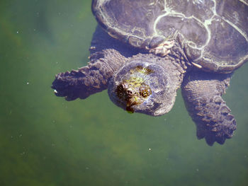 High angle view of turtle in lake