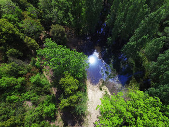 Scenic view of waterfall in forest