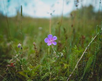 Close-up of purple flowering plants on field