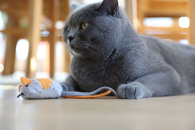 Close-up of cat sitting on table