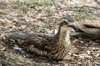 Close-up of a bird