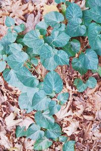 Full frame shot of ivy