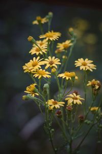 Close-up of yellow flowering plant