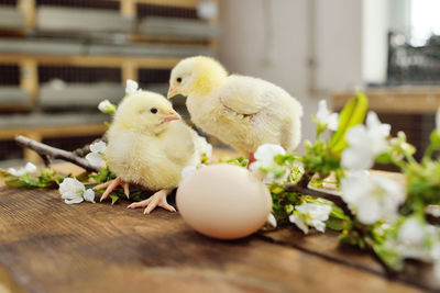 Two cute chickens on a wooden table against the background of an egg and a blossoming branch 