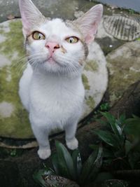 Portrait of white cat on plant