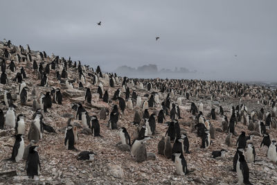 Chinstrap penguin colony on low island, antarctica.