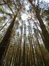 Low angle view of trees in forest against sky