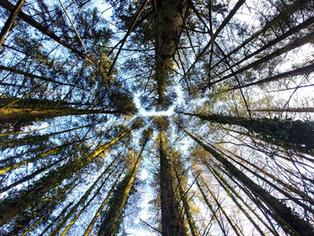 Low angle view of trees in forest against sky