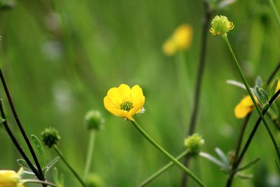 Close-up of yellow flowering plant on field