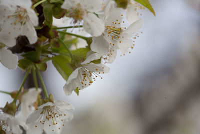 Close-up of white cherry blossom plant