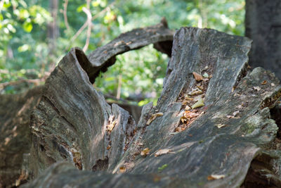 Close-up of tree trunk in forest