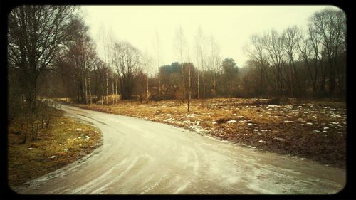 Road passing through trees