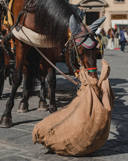 Horse cart on street