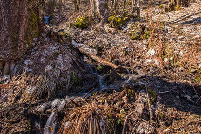 High angle view of water flowing in forest