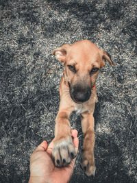 High angle view of hand holding dog