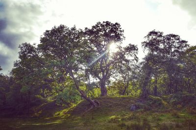 Trees in forest against sky