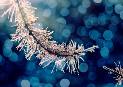 Close-up of frozen tree during winter