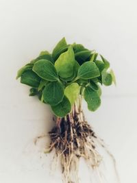 Close-up of fresh green plant against white background