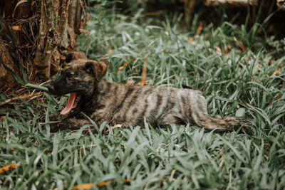 Cat in a field