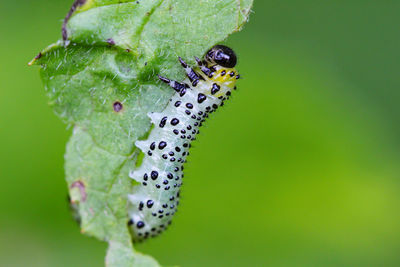 Close-up of insect on leaf