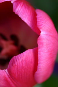 Extreme close up of pink flower