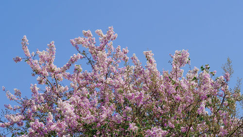 Low angle view of cherry blossoms in spring