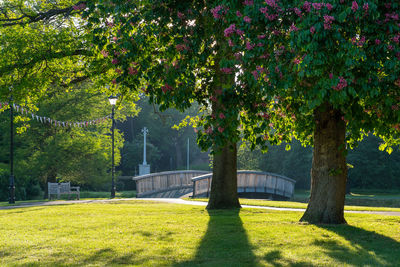 Trees in park