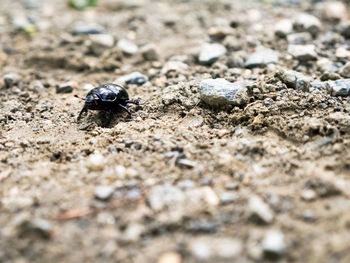 Close-up of insect