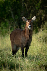 Animal standing on land in forest