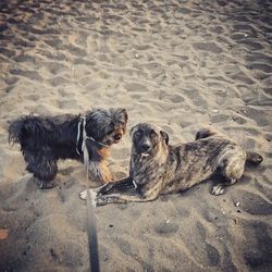 High angle view of dog on beach