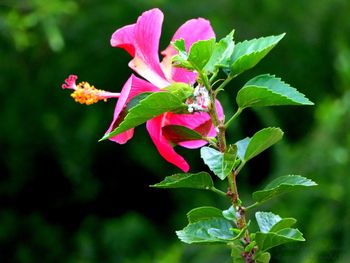 Close-up of pink flowering plant