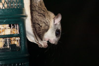 Close-up of cat at night