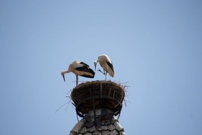 Low angle view of birds perching on pole against clear sky