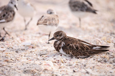 Nesting ruddy turnstone wading bird arenaria interpres along the shoreline of barefoot beach