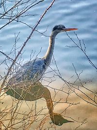 High angle view of gray heron on branch against sky