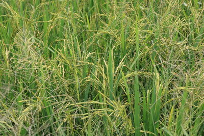 Full frame shot of crops growing on field