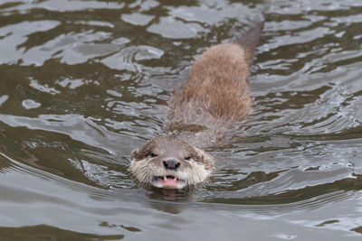 Portrait of an asian small clawed otter swimming in the water