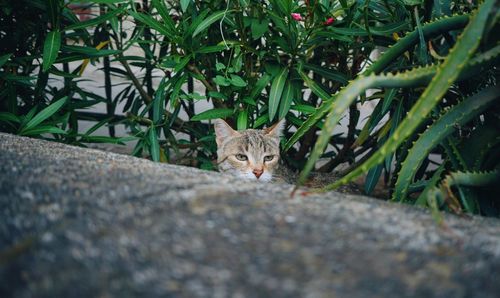 Portrait of cat on plant