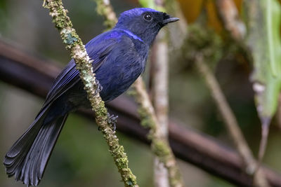 Close-up of bird perching on branch