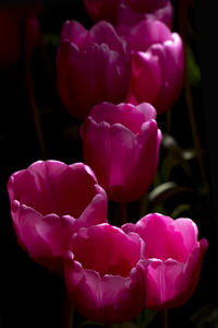 Close-up of pink flowers blooming outdoors