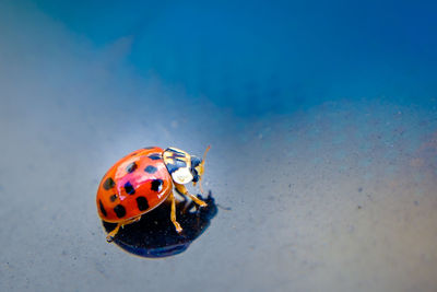 Close-up of ladybug on leaf