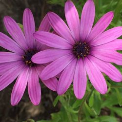 Close-up of pink flower